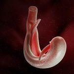 چرخه زندگی Schistosomiasis - موضوع